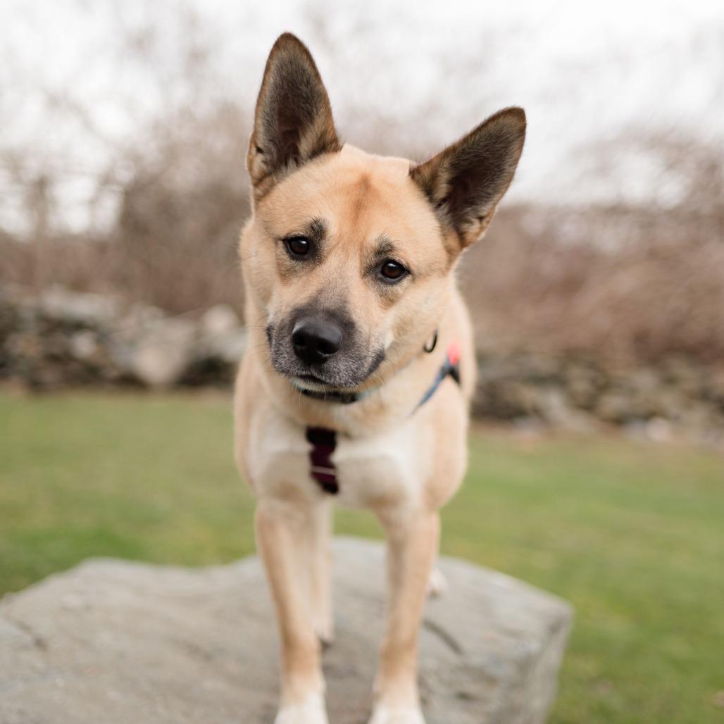Enlarge Maui, a Adoptable mixed breed in Middletown, RI image 2/5
