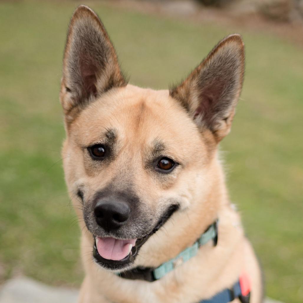 Enlarge Maui, a Adoptable mixed breed in Middletown, RI image 3/5