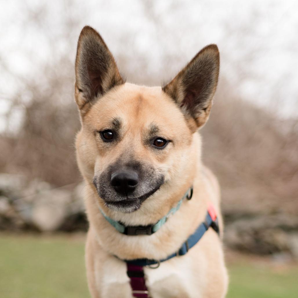 Enlarge Maui, a Adoptable mixed breed in Middletown, RI image 4/5
