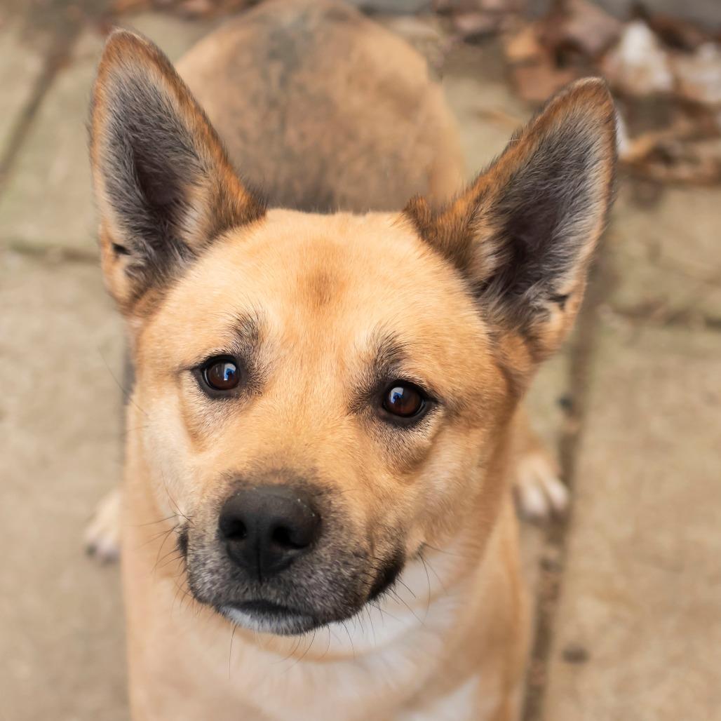 Maui, Adoptable, Adult Male Husky & Beagle.
