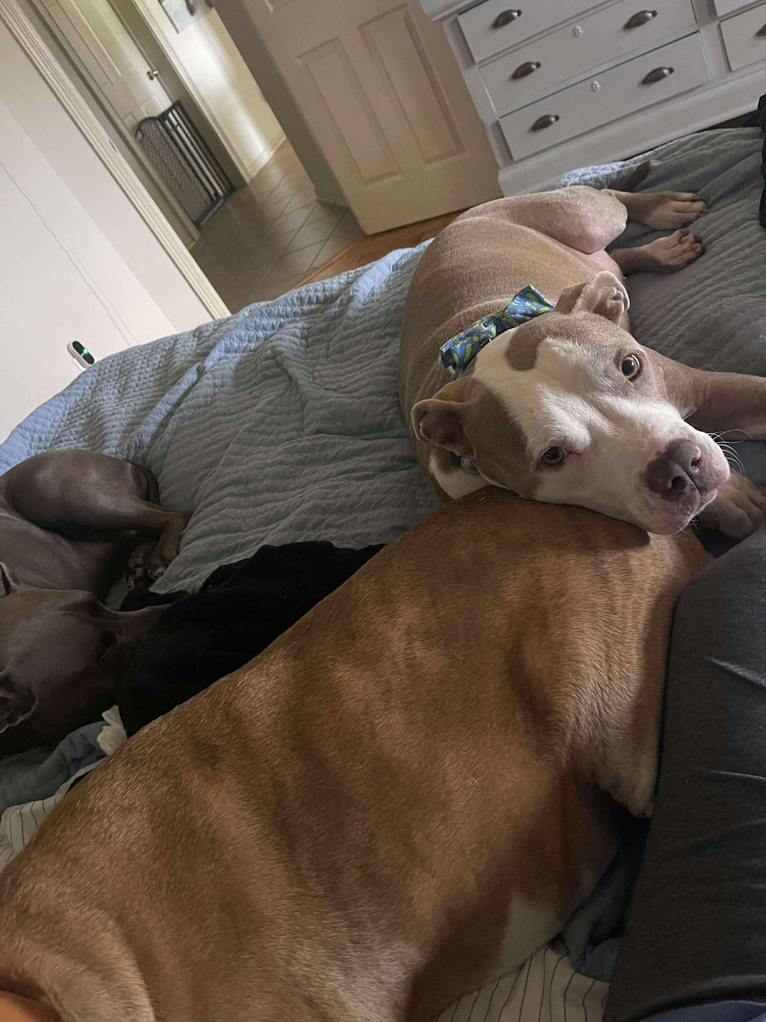 Cyrus, Adoptable, Adult Male American Staffordshire Terrier & Boxer.