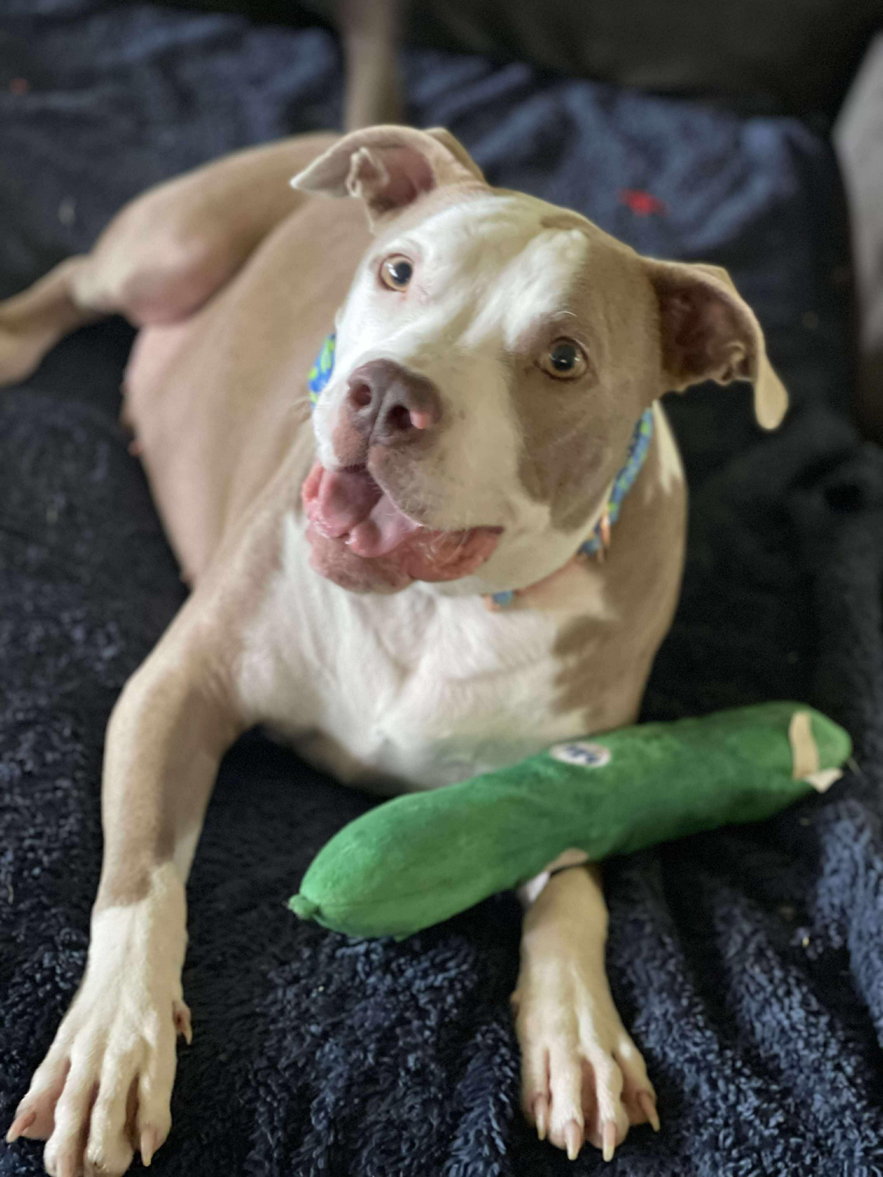 Cyrus, a Adoptable mixed breed in Humble, TX image 2/6