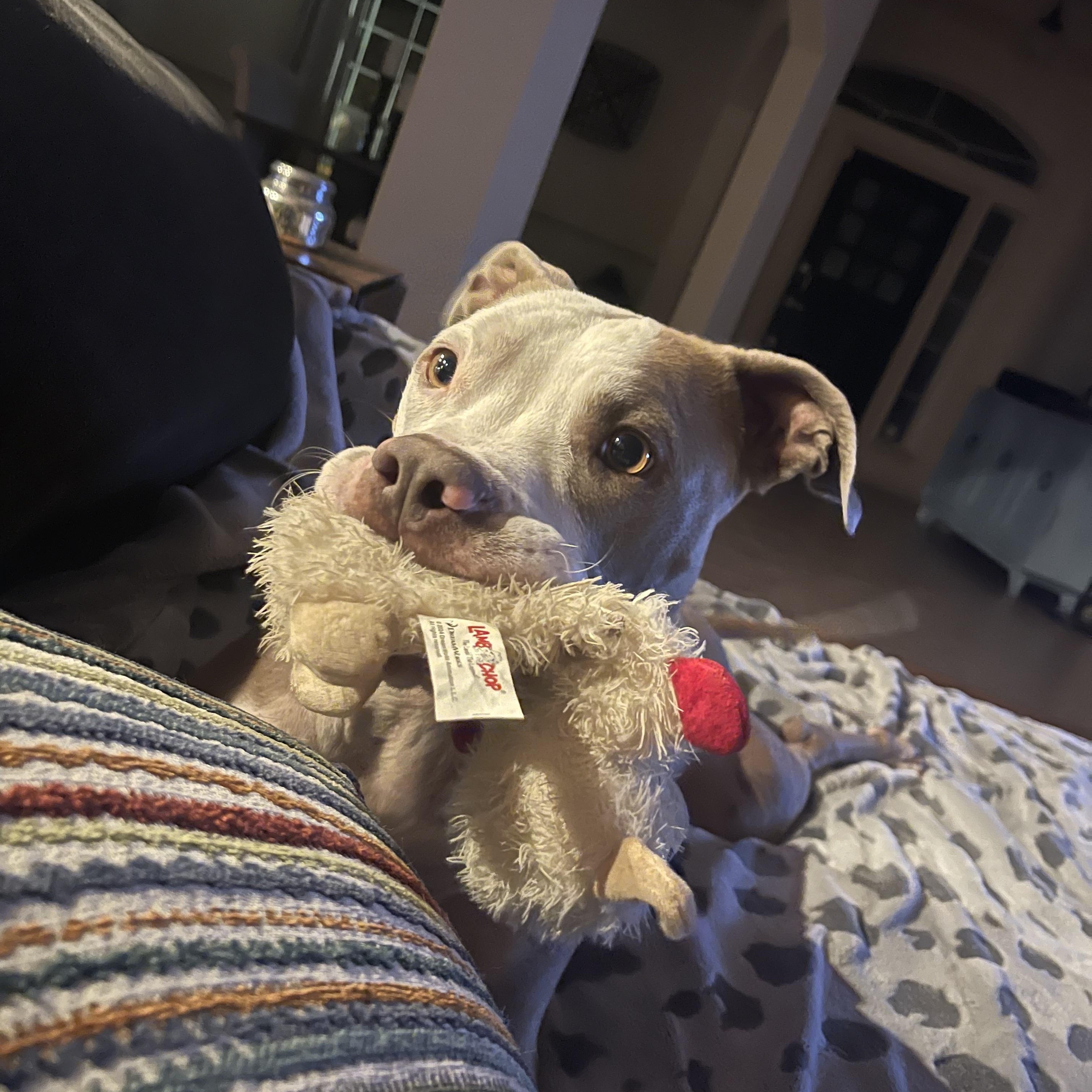 Cyrus, a Adoptable mixed breed in Humble, TX image 5/6