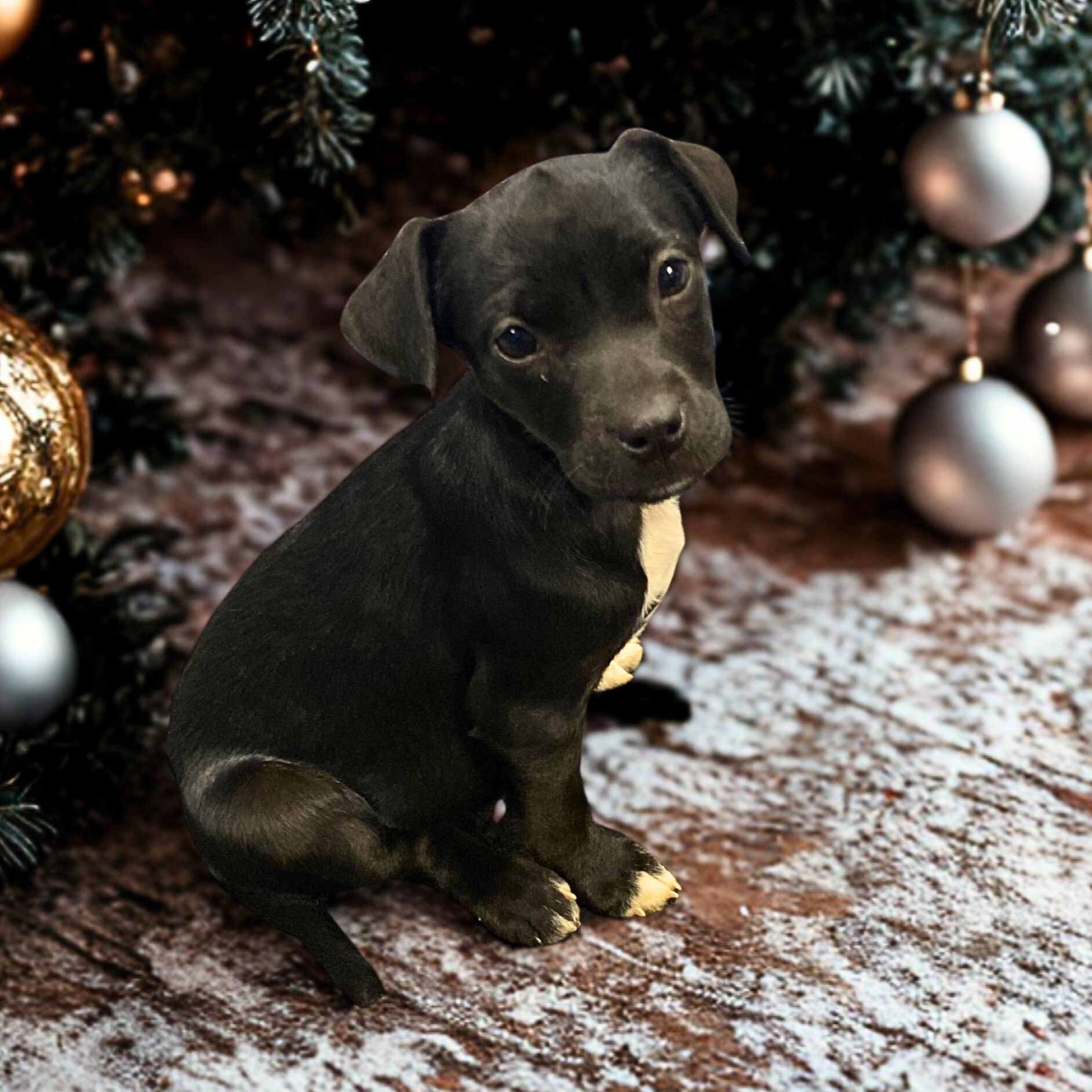 SOLSTICE, Adoptable, Puppy Female Mixed Breed.