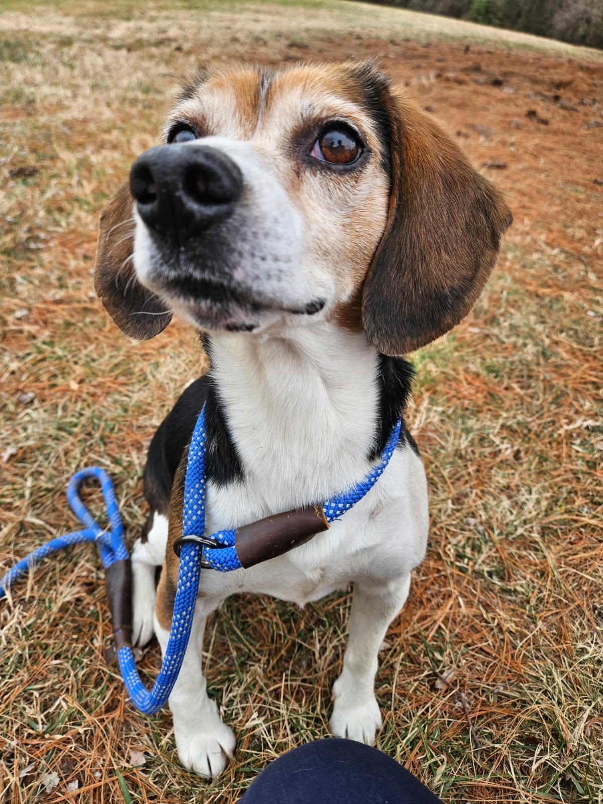 Beags, adoptable, Adult Male Beagle.