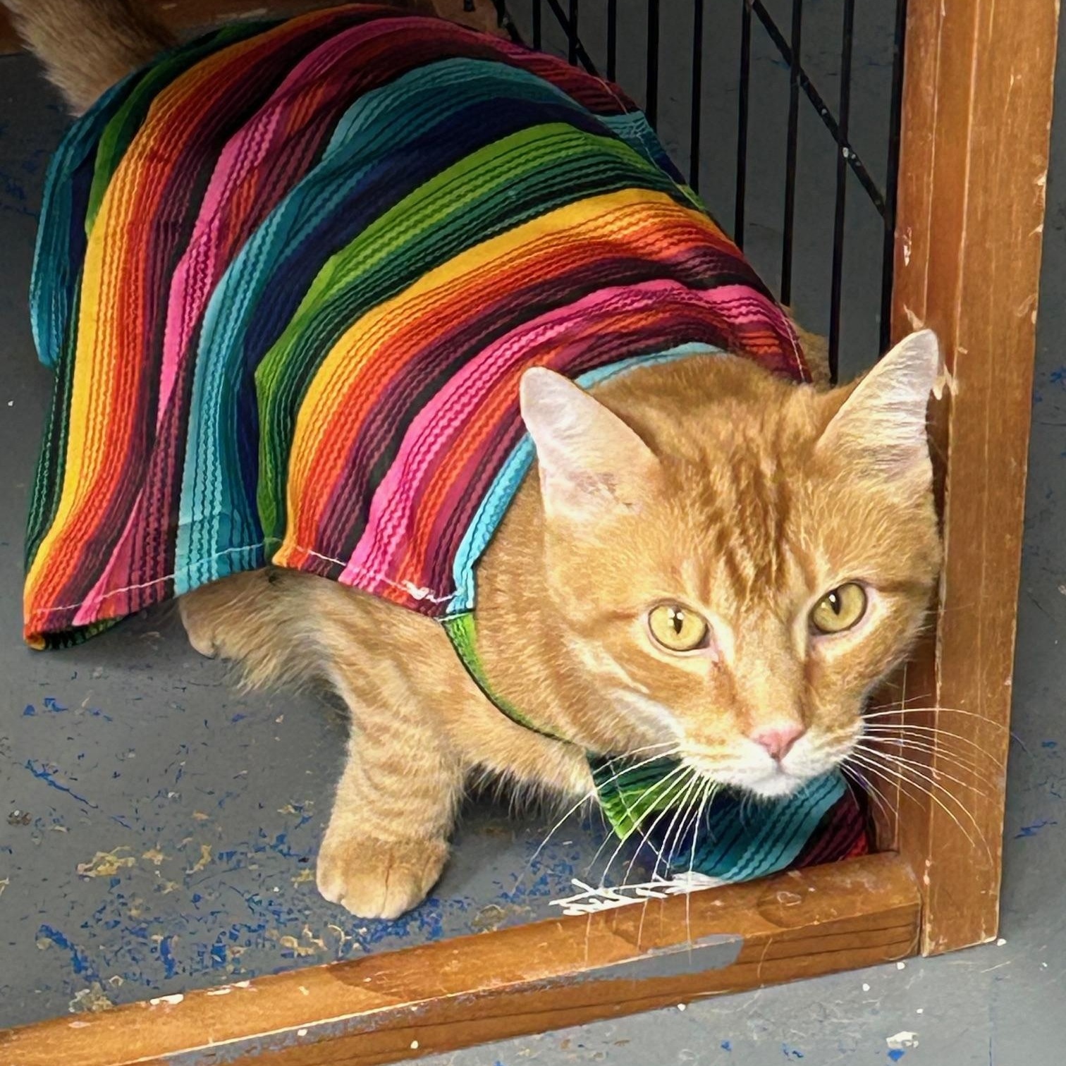 OJ, a Adoptable Domestic Short Hair in Franklin, PA image 1/2