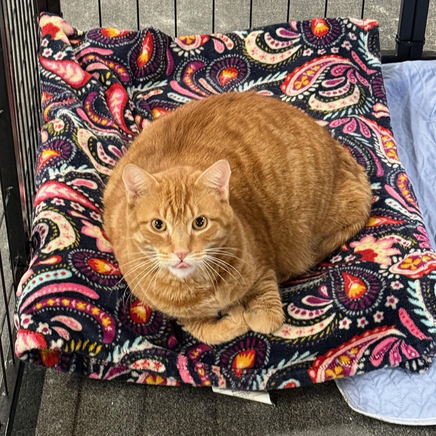 OJ, a Adoptable Domestic Short Hair in Franklin, PA image 2/2