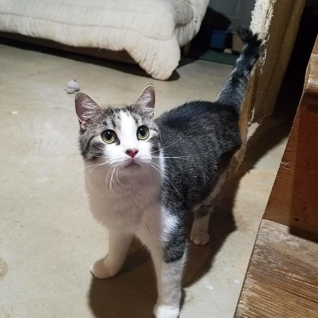 Frankie-Courtesy Post!, Adoptable, Young Male Tabby & Domestic Short Hair.