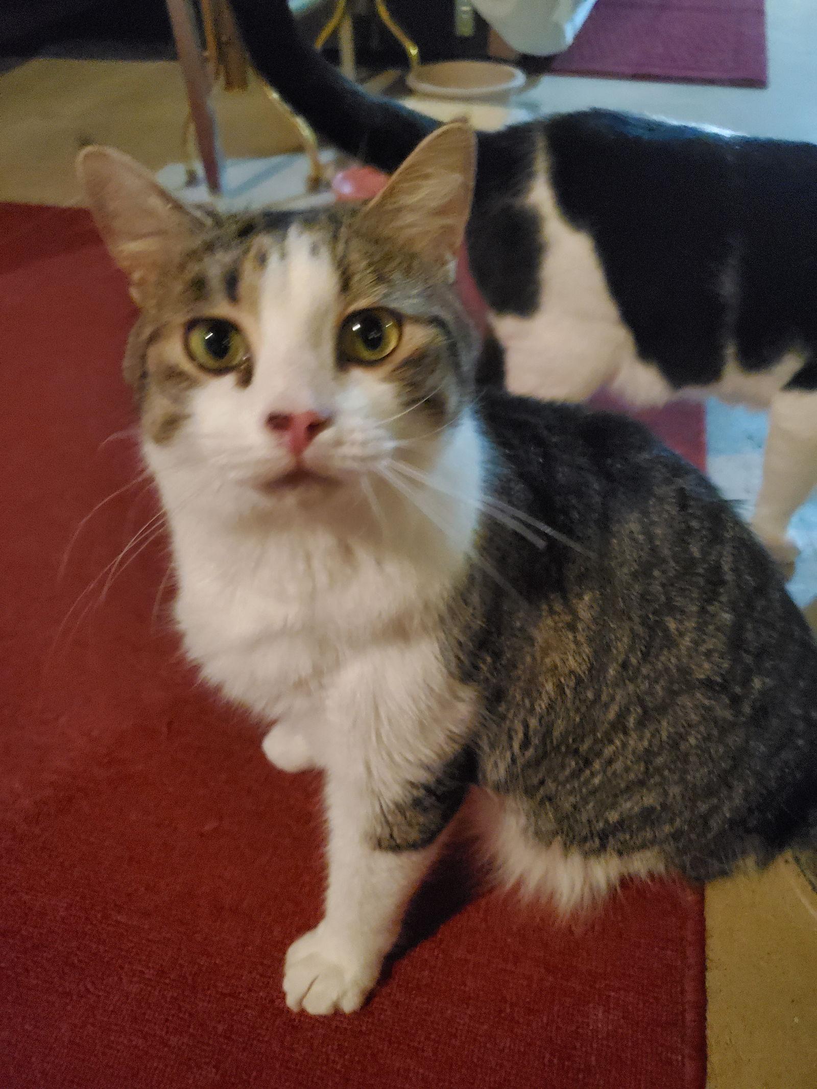 Enlarge Frankie-Courtesy Post!, a Adoptable mixed breed in Spring City, PA image 2/3