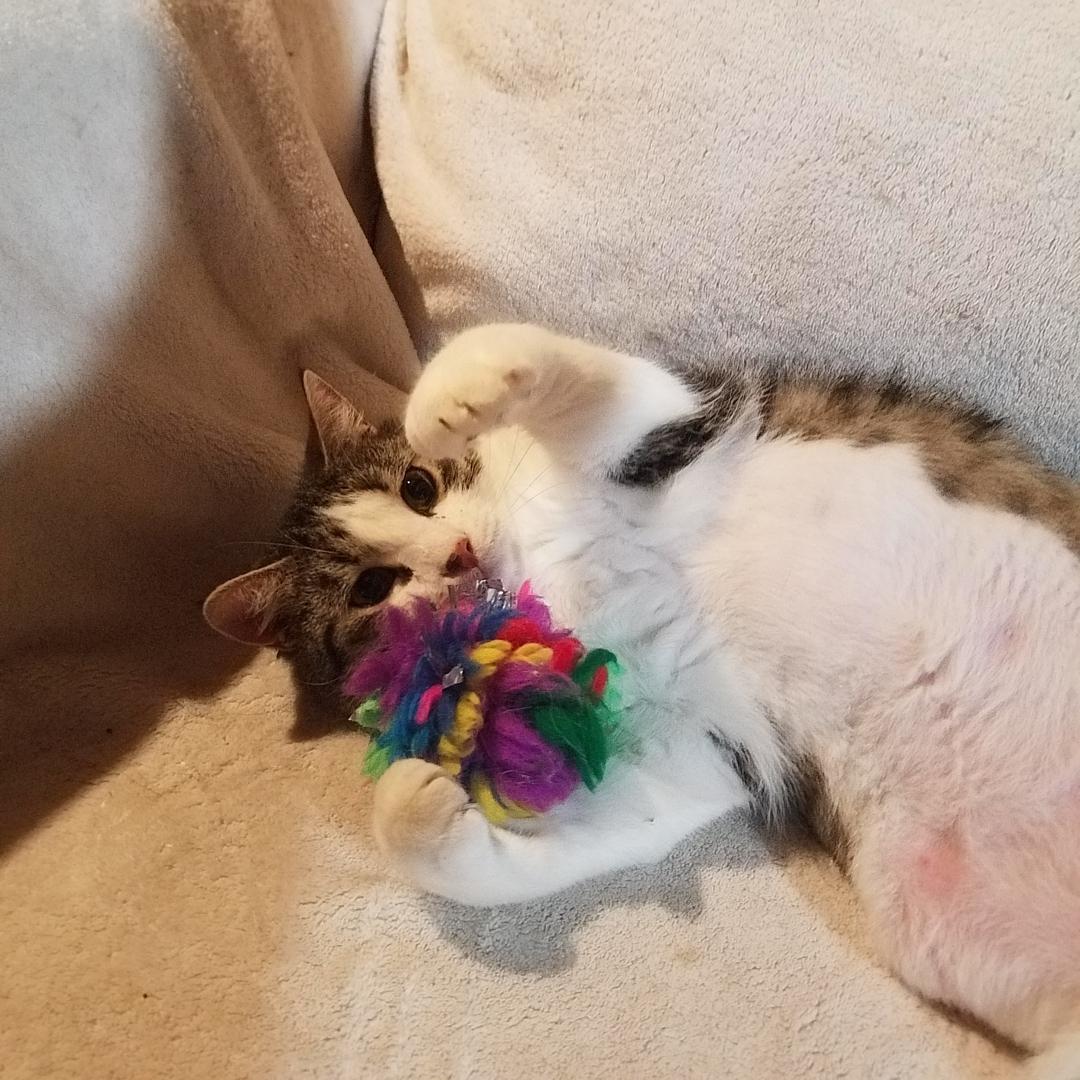 Enlarge Frankie-Courtesy Post!, a Adoptable mixed breed in Spring City, PA image 3/3