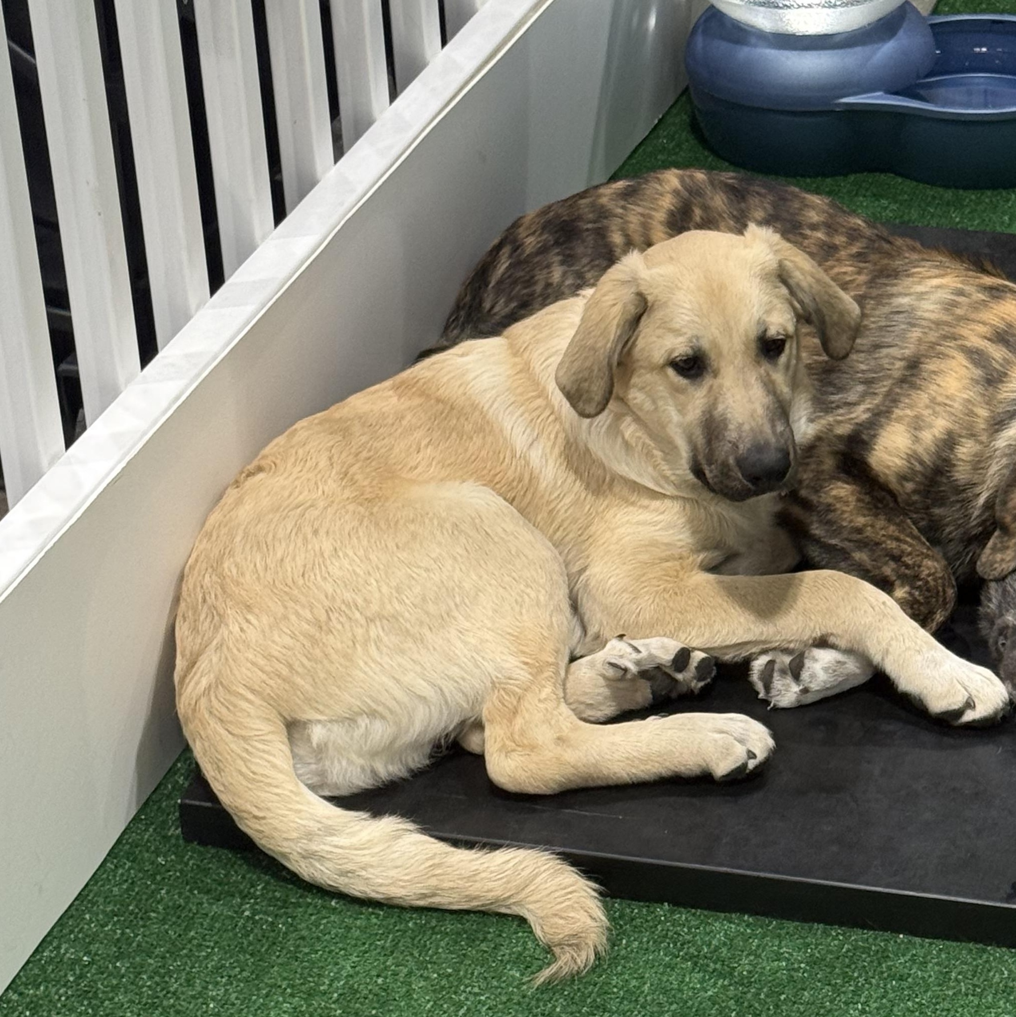 Blitz, a Adoptable mixed breed in Olathe, KS image 6/6
