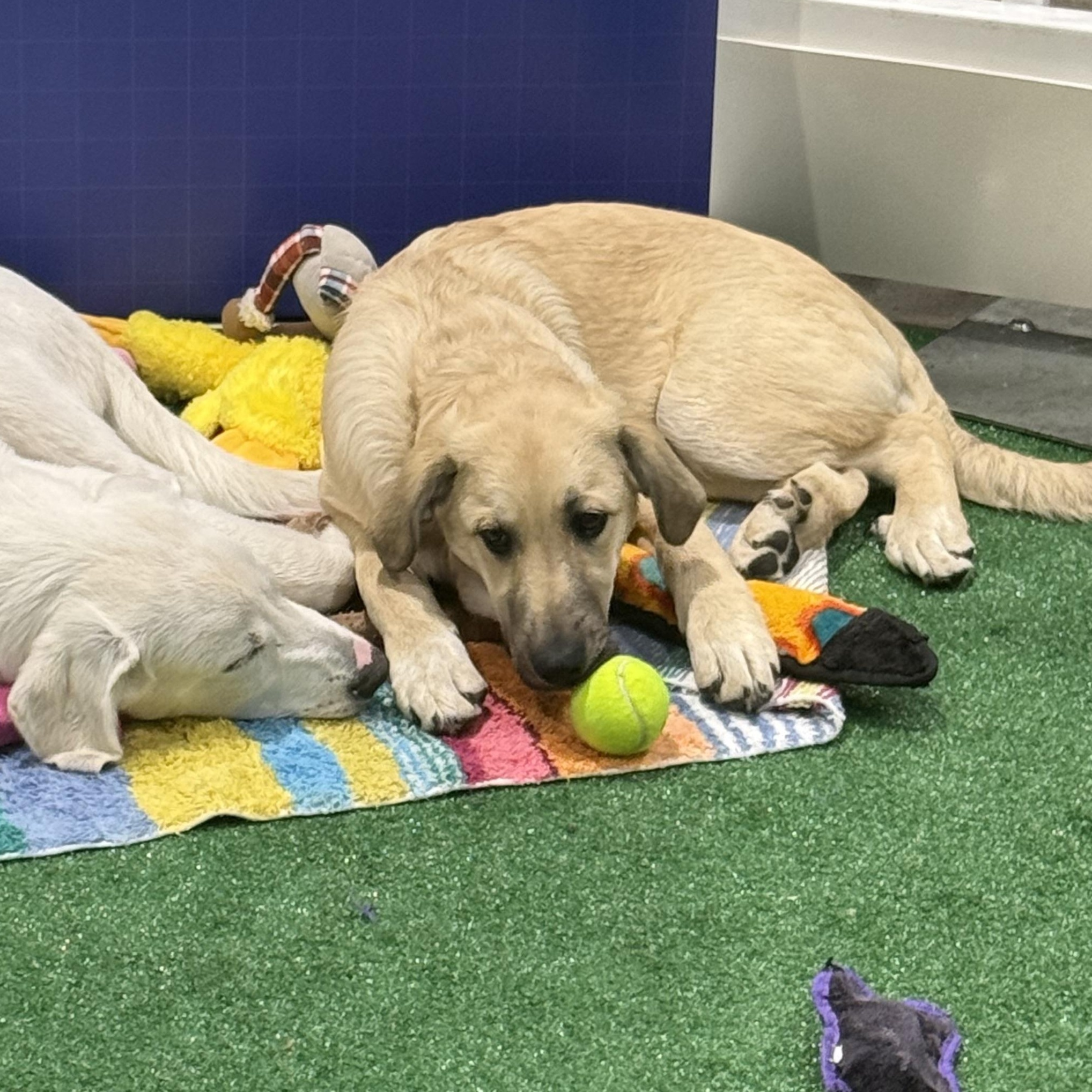 Blitz, a Adoptable mixed breed in Olathe, KS image 5/6
