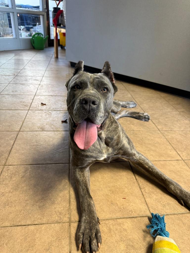 Valkyrie thumbnail 2