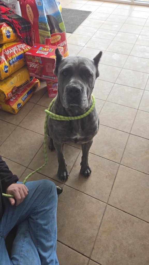 Valkyrie thumbnail 3