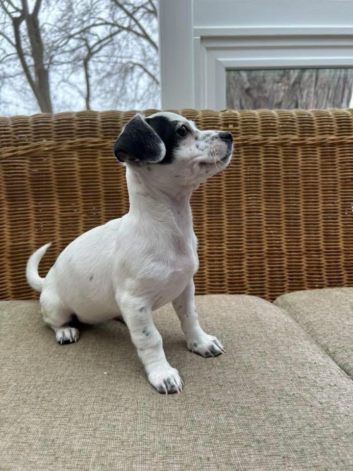 Enlarge Holly, a Adoptable mixed breed in Bristol, WI image 1/6