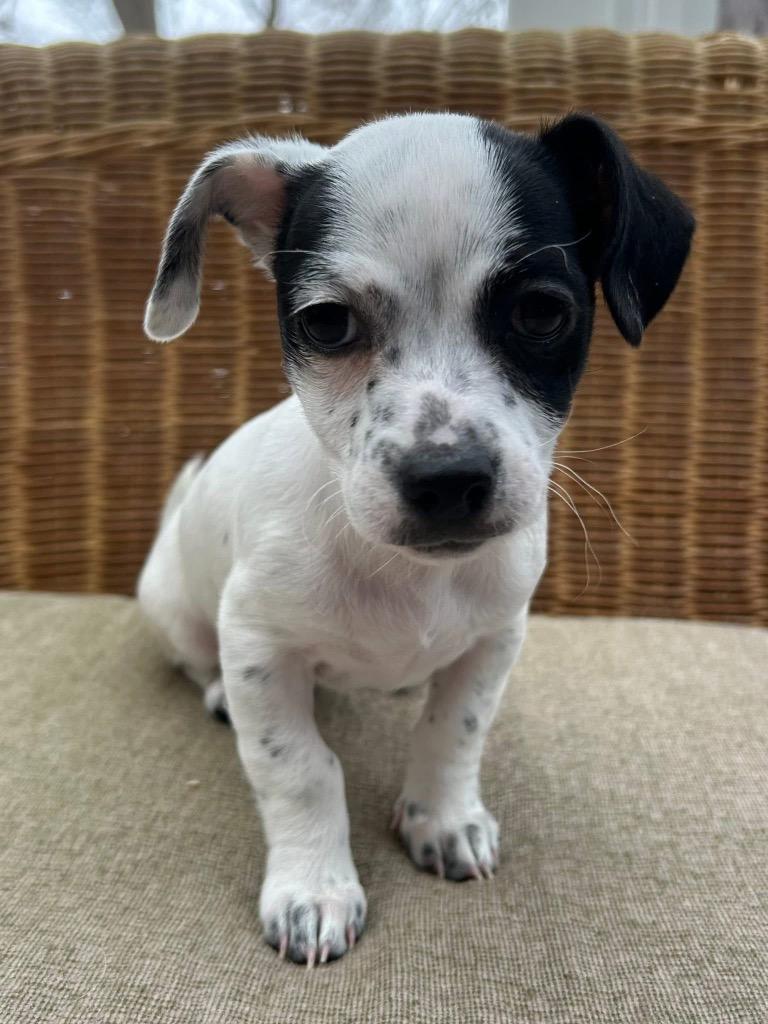 Enlarge Holly, a Adoptable mixed breed in Bristol, WI image 4/6