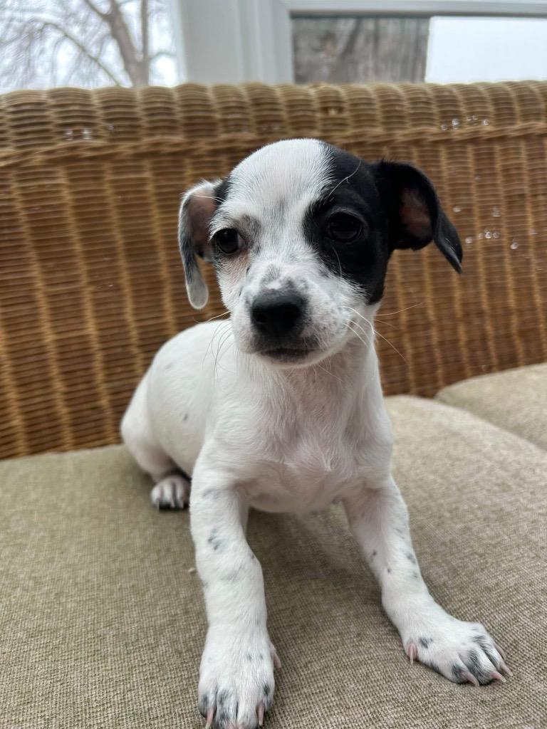 Enlarge Holly, a Adoptable mixed breed in Bristol, WI image 5/6