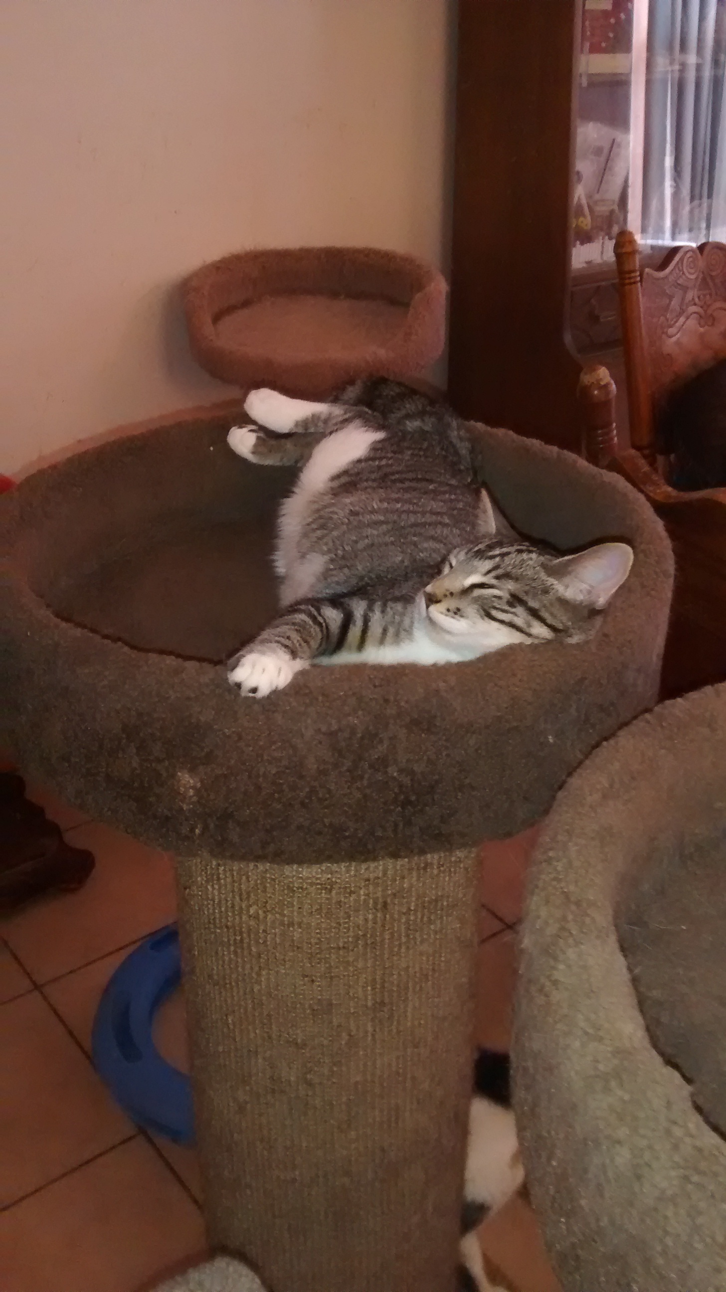 Hazel, a Adoptable mixed breed in Simms, TX image 1/6