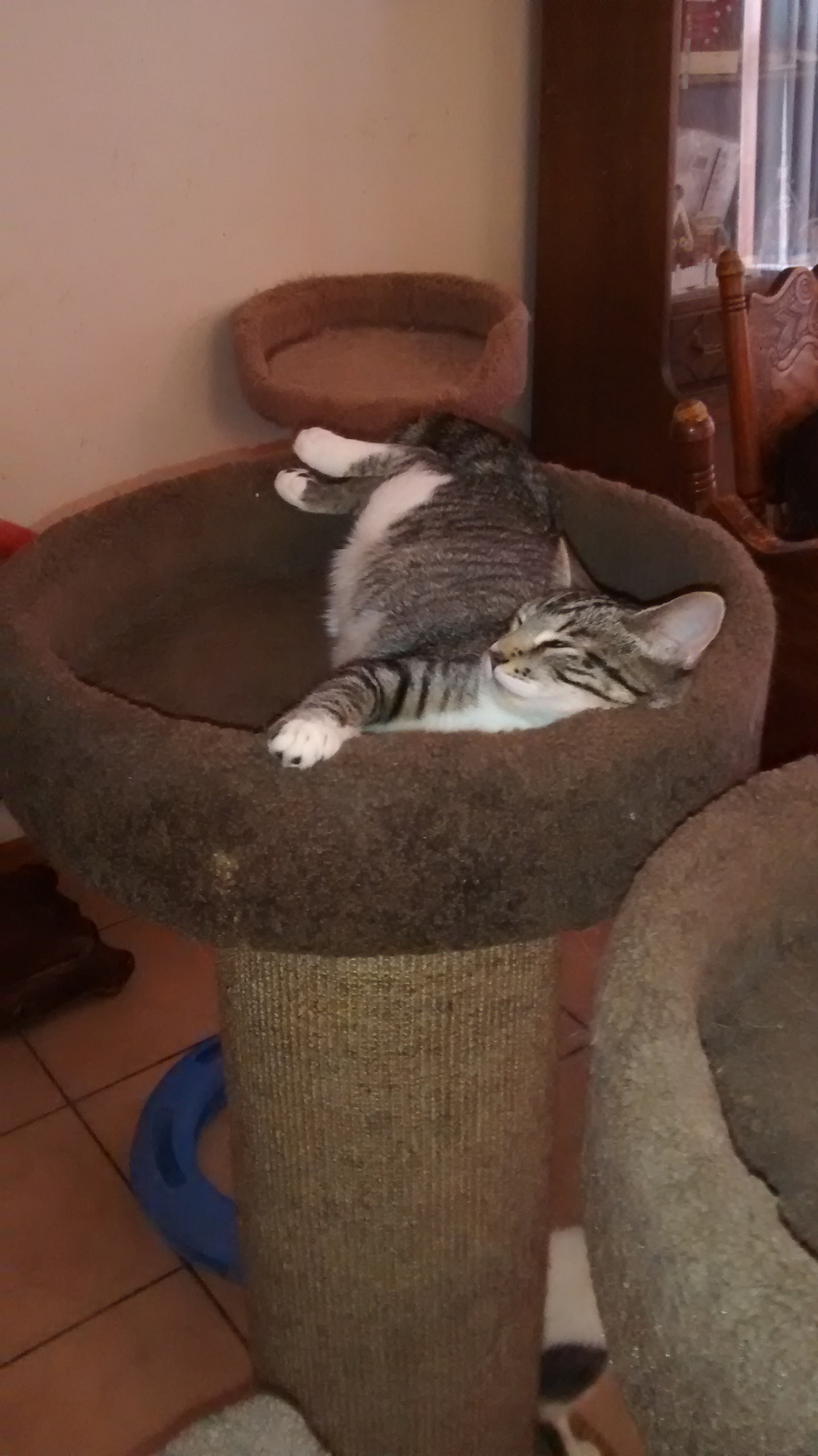 Hazel, a Adoptable mixed breed in Simms, TX image 2/6