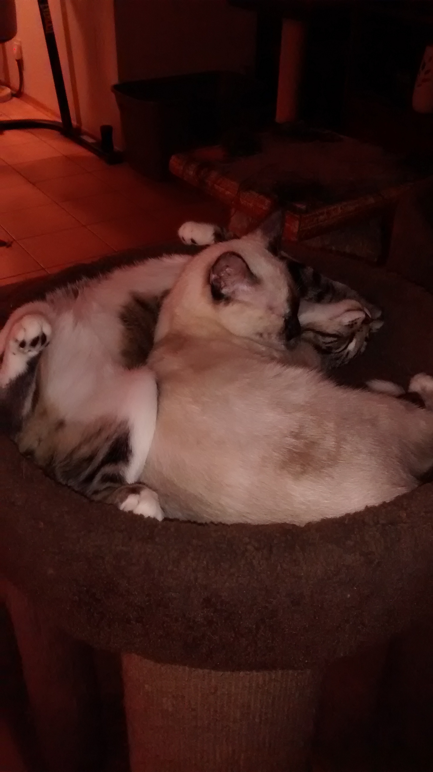 Hazel, a Adoptable mixed breed in Simms, TX image 3/6