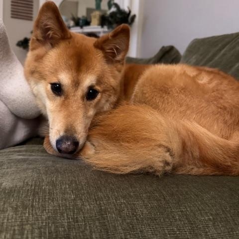DINGO, ADOPTABLE, Adult Male Jindo.