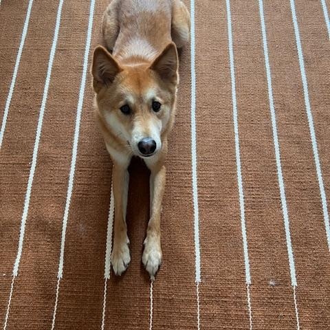 Enlarge DINGO, a ADOPTABLE Jindo in Stone Mountain, GA image 4/6