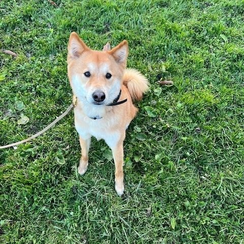 Enlarge DINGO, a ADOPTABLE Jindo in Stone Mountain, GA image 3/6