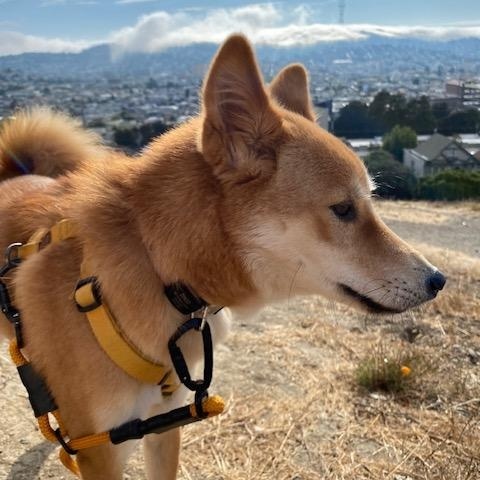 Enlarge DINGO, a ADOPTABLE Jindo in Stone Mountain, GA image 2/6