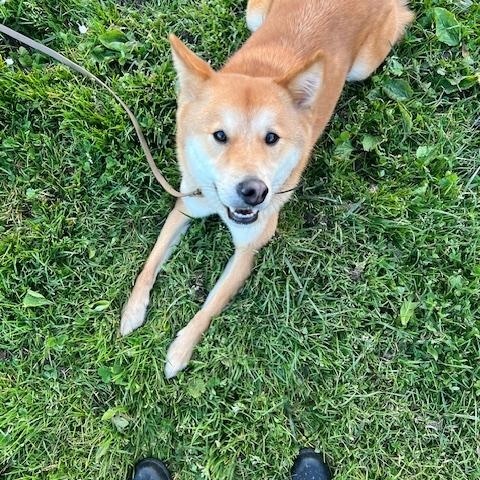 Enlarge DINGO, a ADOPTABLE Jindo in Stone Mountain, GA image 5/6