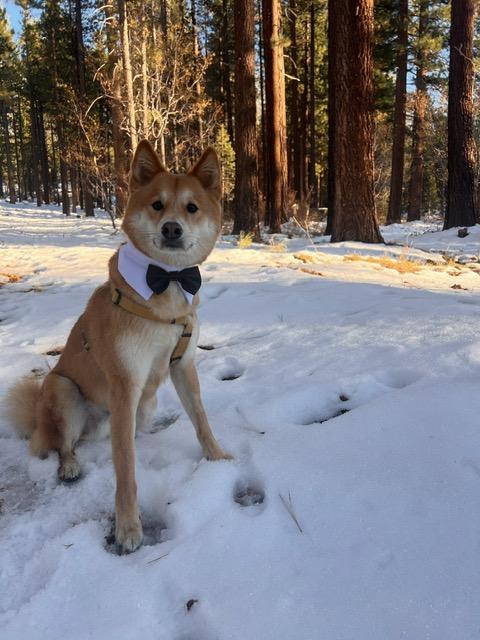 Enlarge DINGO, a ADOPTABLE Jindo in Stone Mountain, GA image 6/6