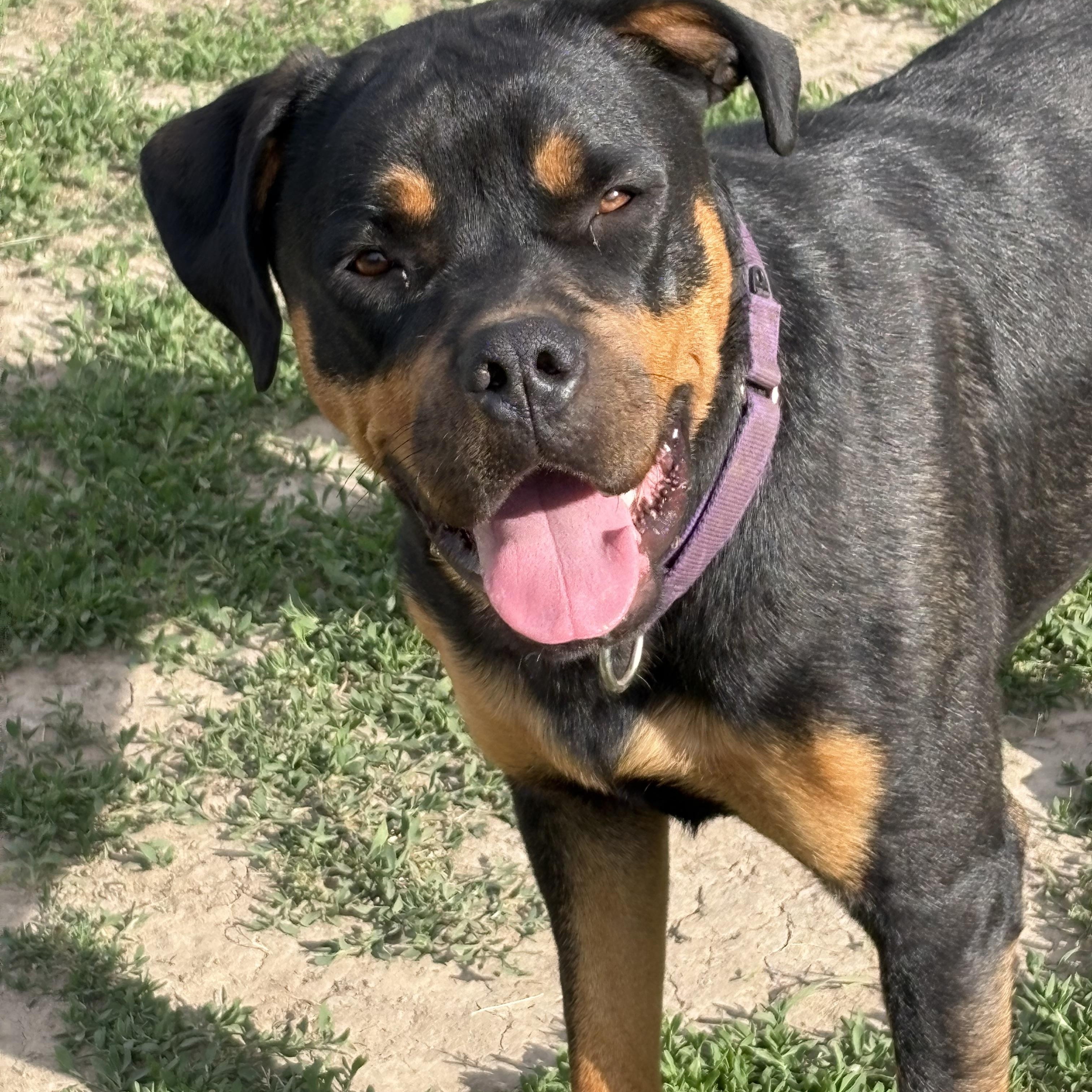 Ruby, ADOPTABLE, Adult Female Rottweiler.