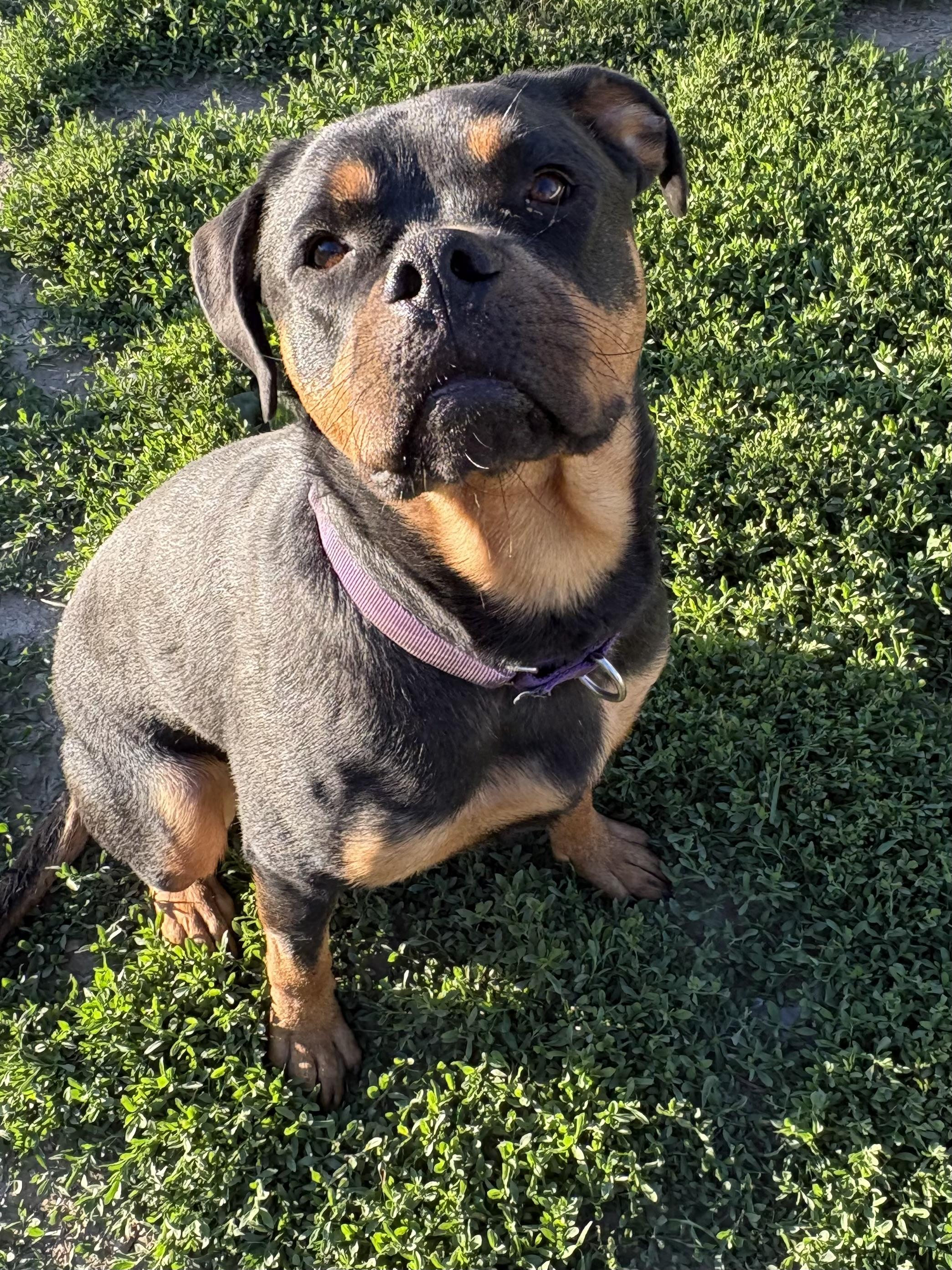Ruby, a ADOPTABLE mixed breed in Eaton Rapids, MI image 2/5