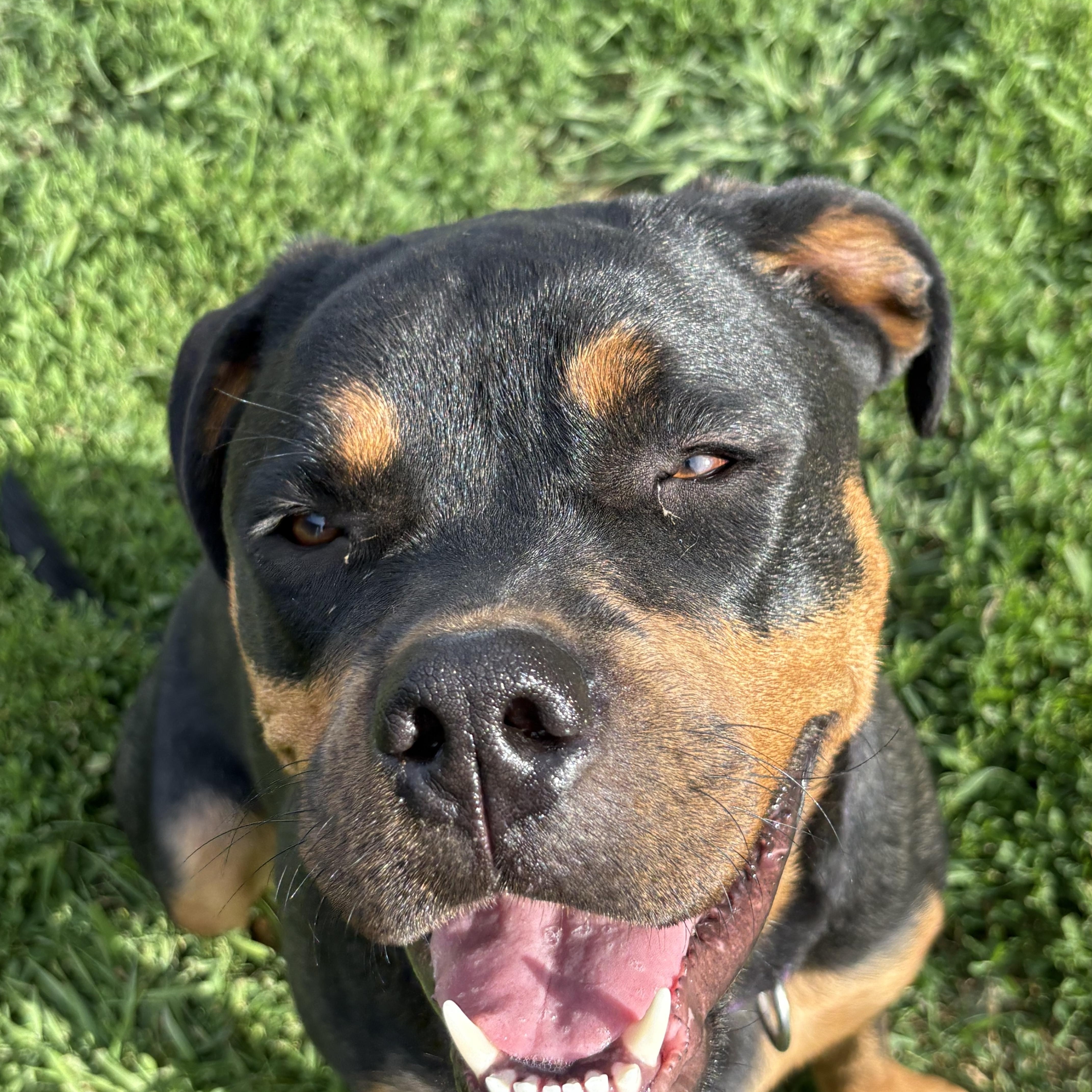 Ruby, a ADOPTABLE mixed breed in Eaton Rapids, MI image 5/5