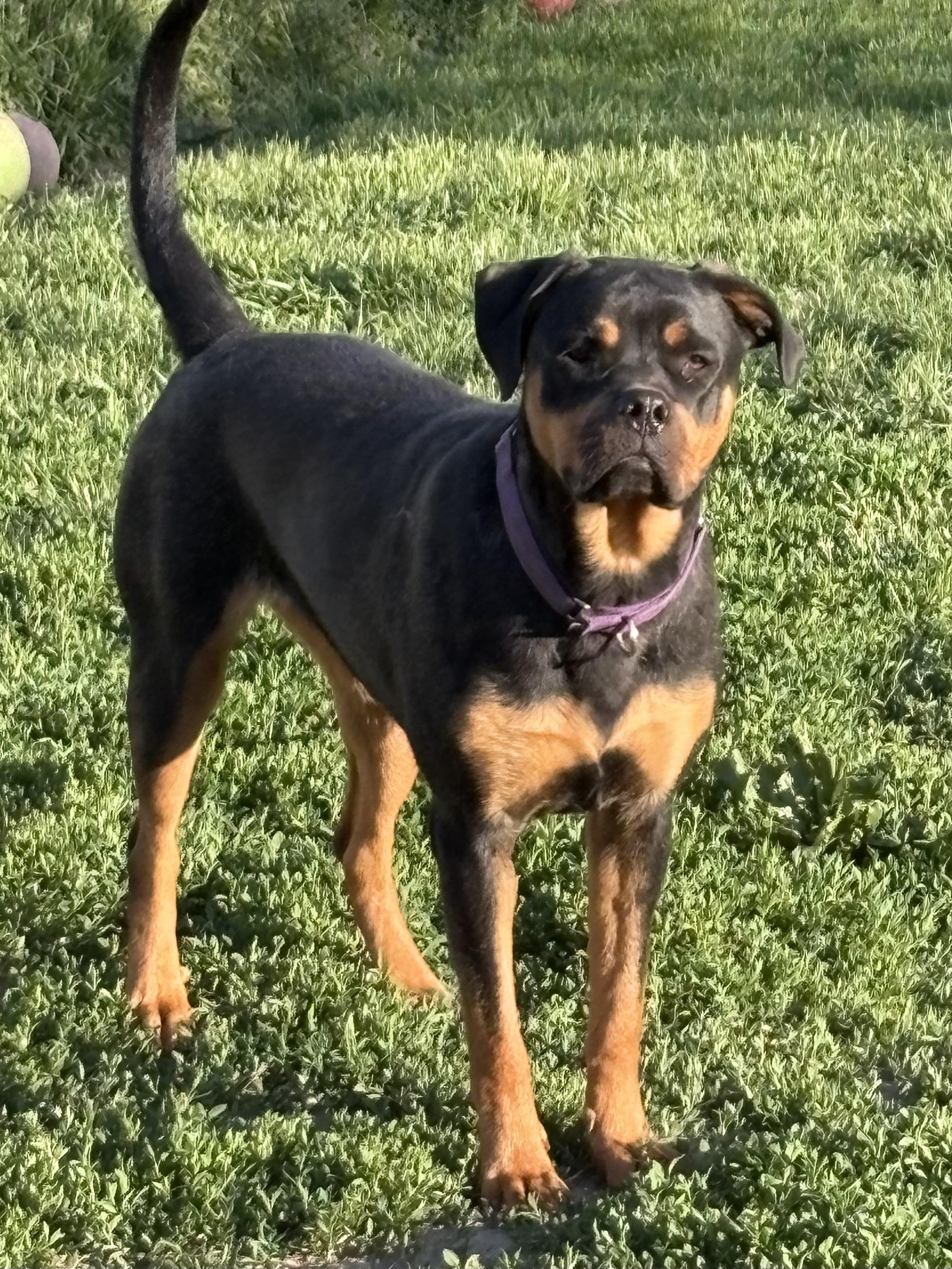 Ruby, a ADOPTABLE mixed breed in Eaton Rapids, MI image 3/5