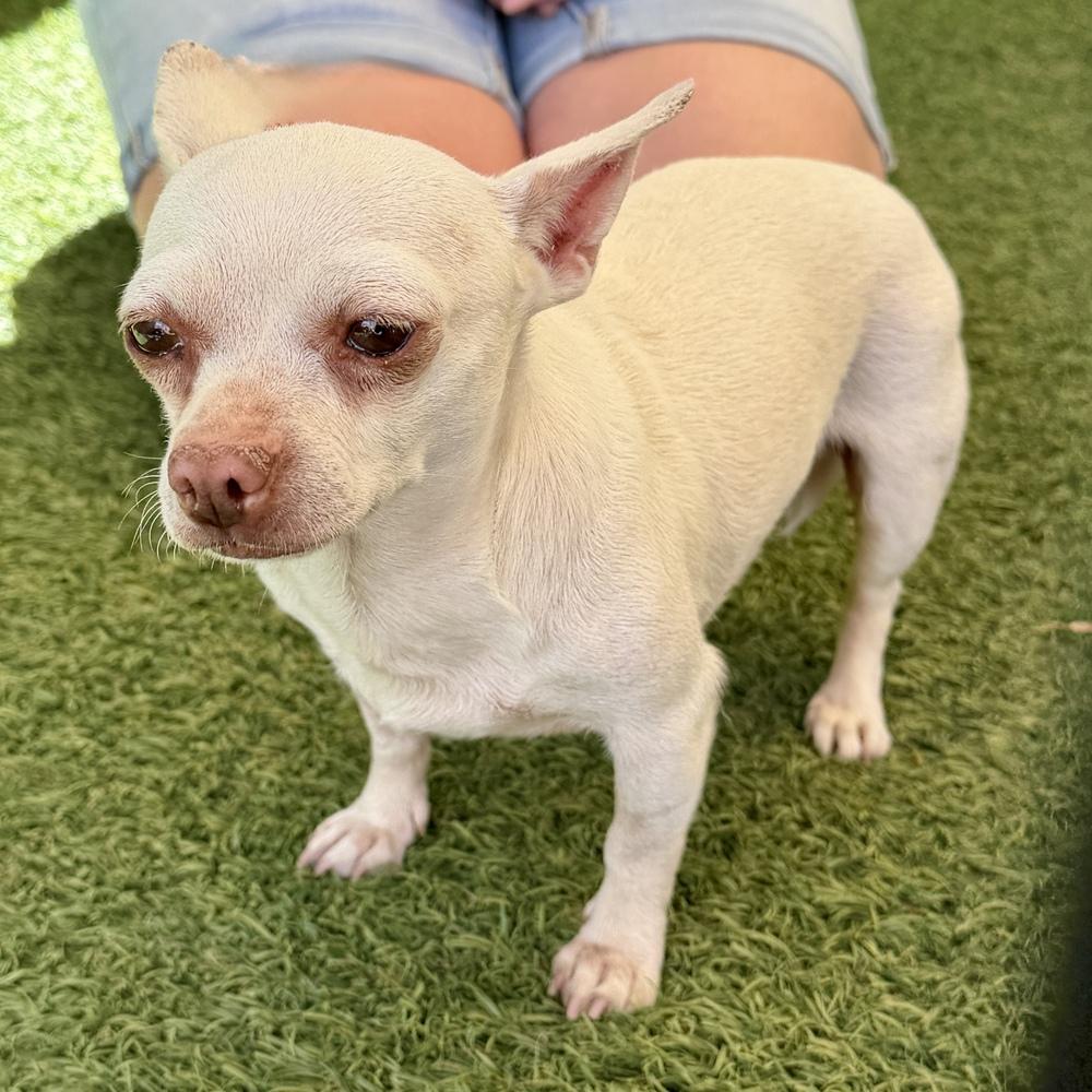 Enlarge Piglet, a Adoptable Chihuahua in Hurricane, UT image 2/4