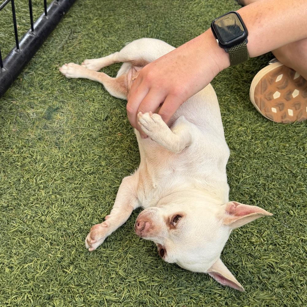 Enlarge Piglet, a Adoptable Chihuahua in Hurricane, UT image 3/4