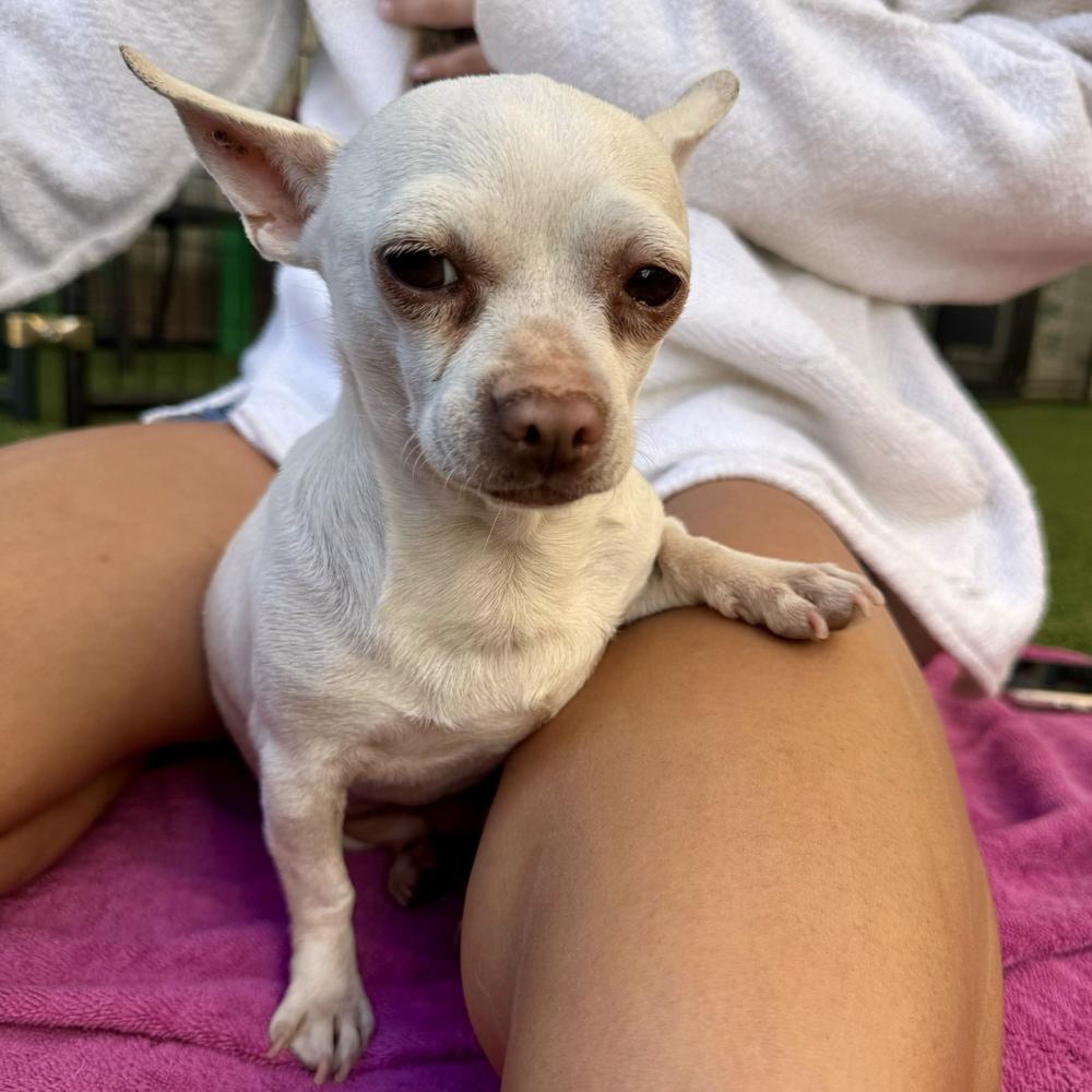 Enlarge Piglet, a Adoptable Chihuahua in Hurricane, UT image 1/4