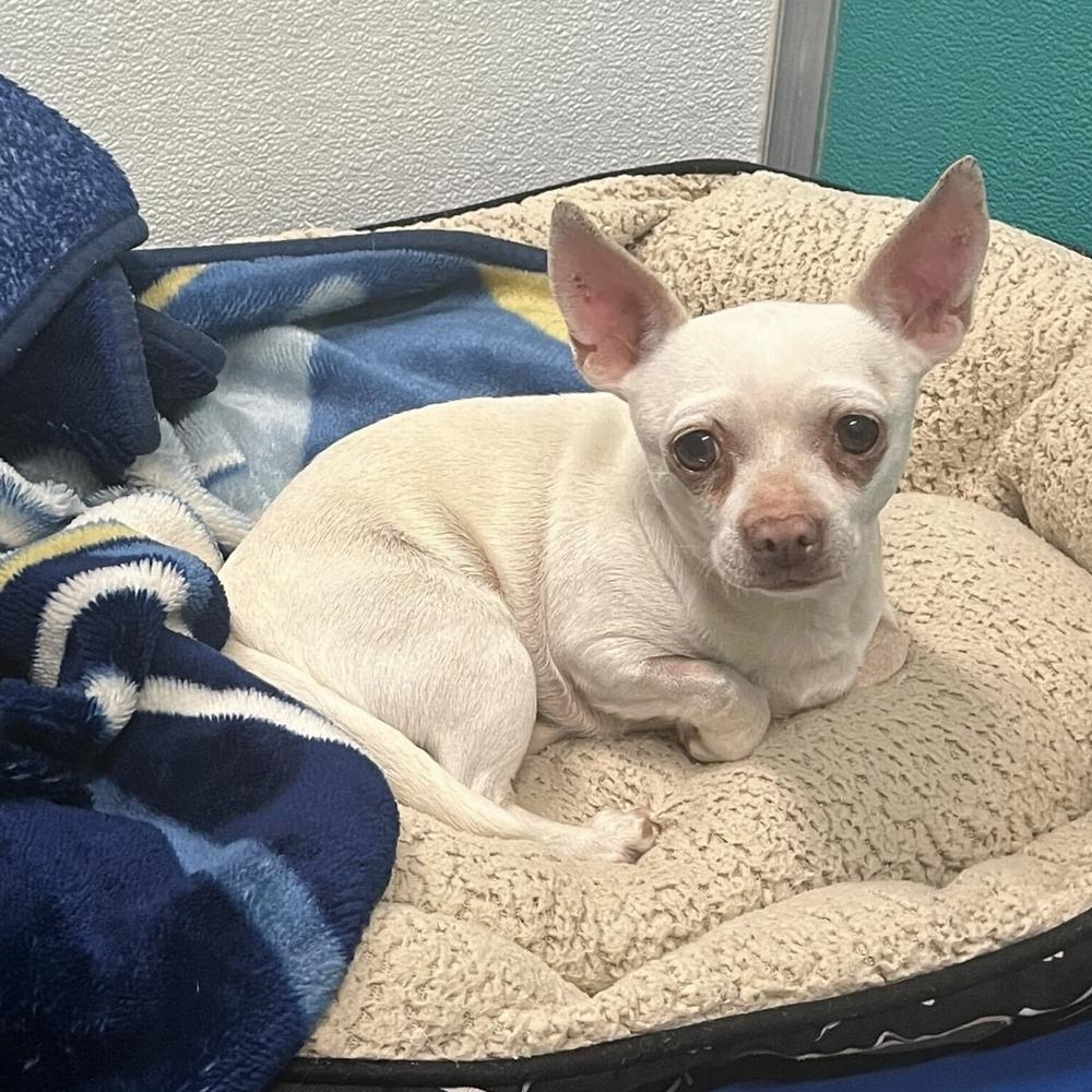 Enlarge Piglet, a Adoptable Chihuahua in Hurricane, UT image 4/4