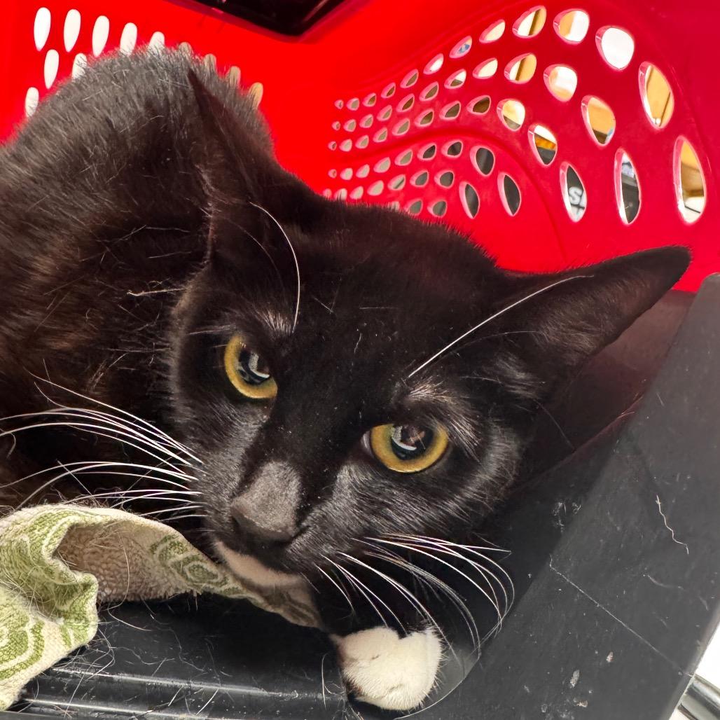 Enlarge Morgana, a Adoptable Domestic Short Hair in Starkville, MS image 1/2