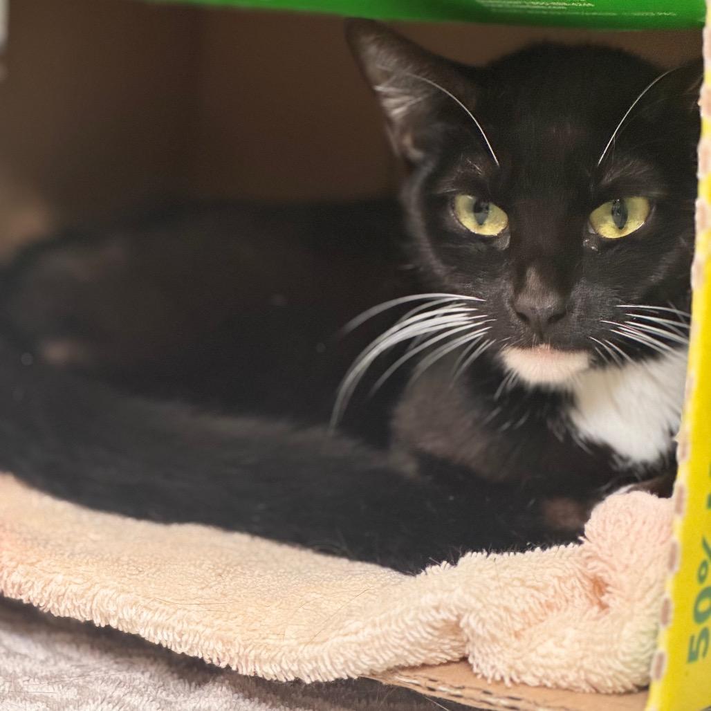 Enlarge Morgana, a Adoptable Domestic Short Hair in Starkville, MS image 2/2
