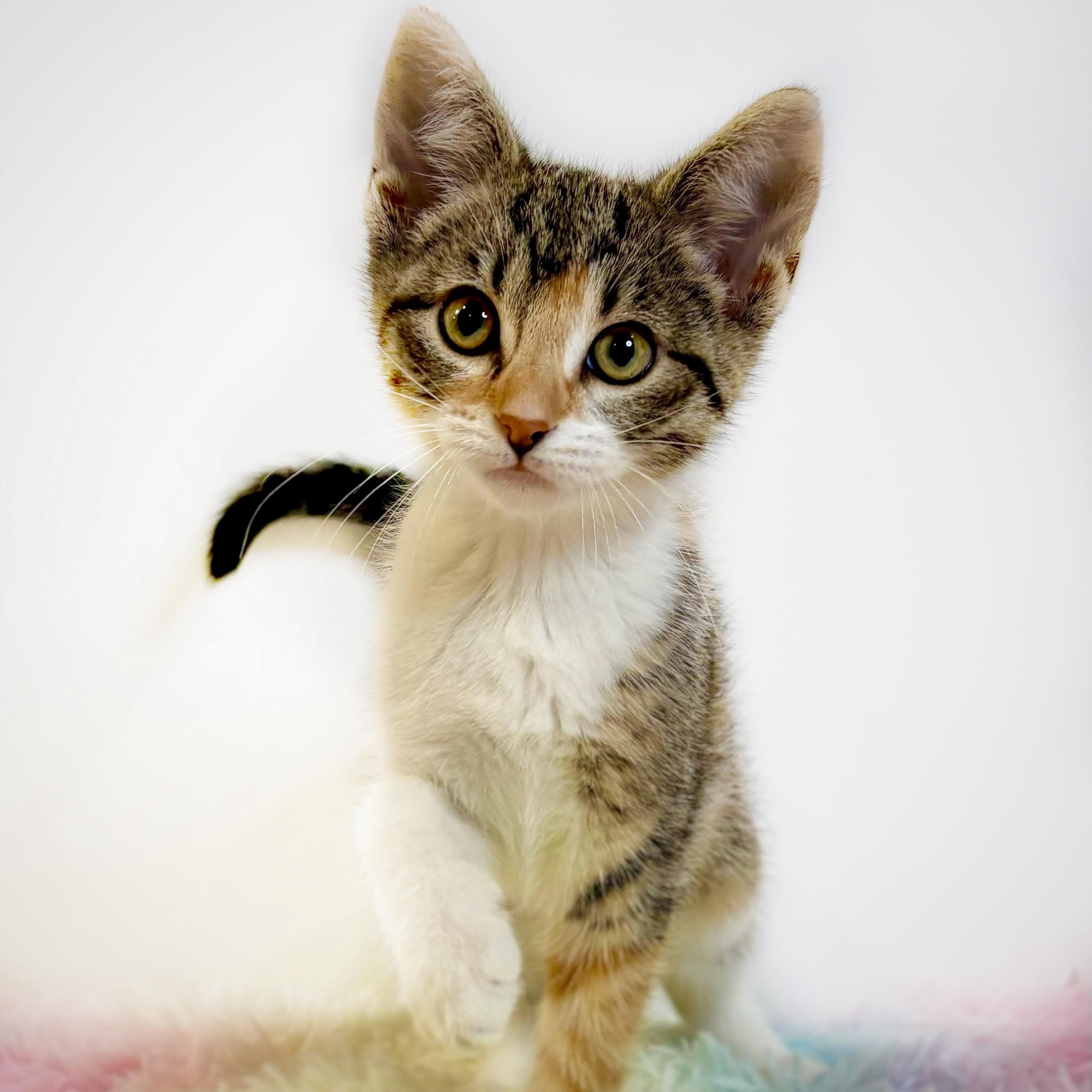 Poblano (In Foster), adopted, Kitten Female Domestic Short Hair.