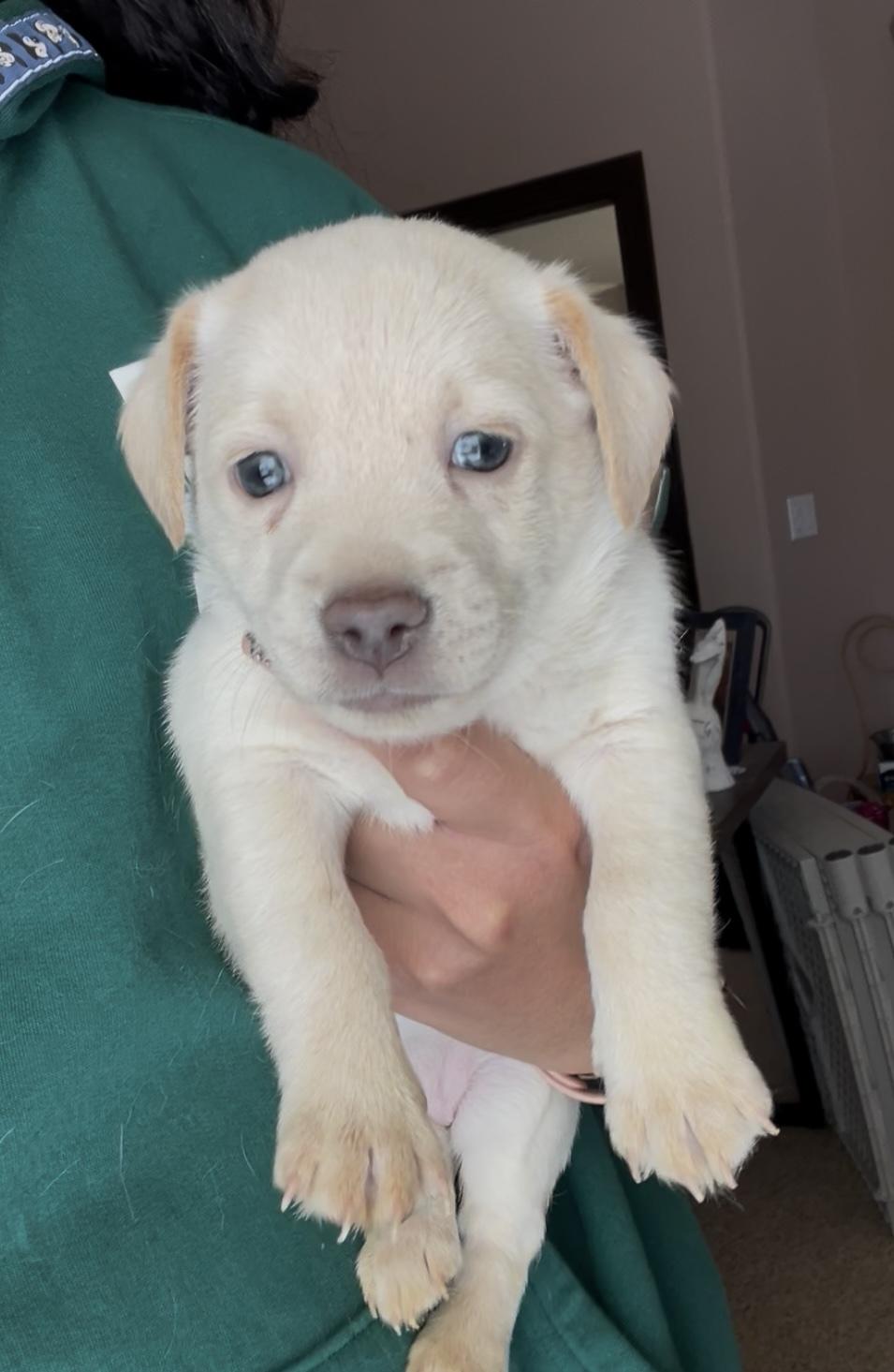 Snow, ADOPTABLE, Puppy Female Chiweenie.