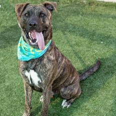 Moose, a Adoptable mixed breed in Olathe, KS image 1/5