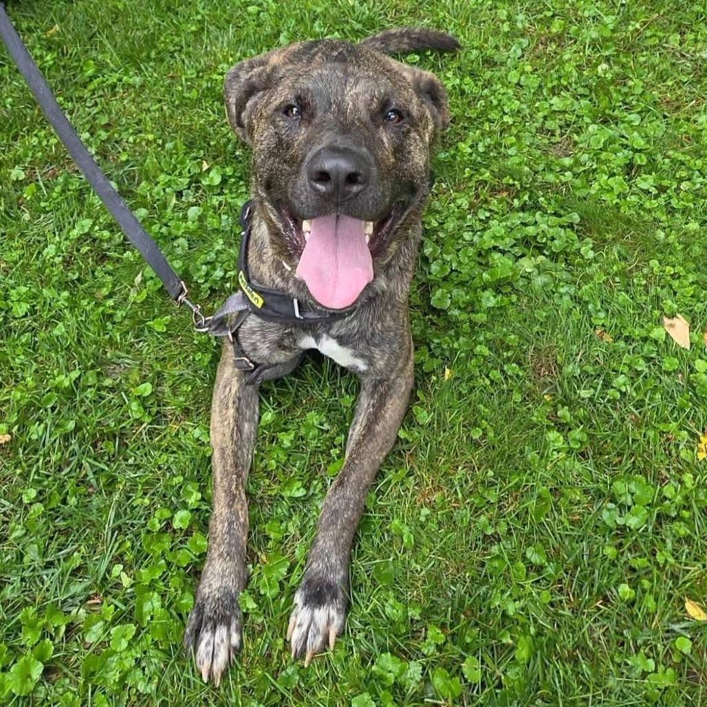 Moose, a Adoptable mixed breed in Olathe, KS image 2/5