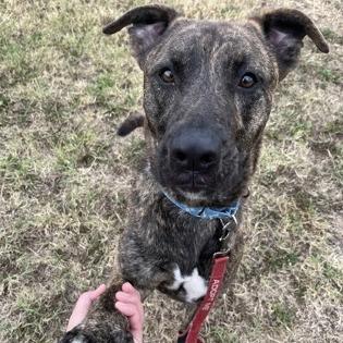 Moose, a Adoptable mixed breed in Olathe, KS image 4/5