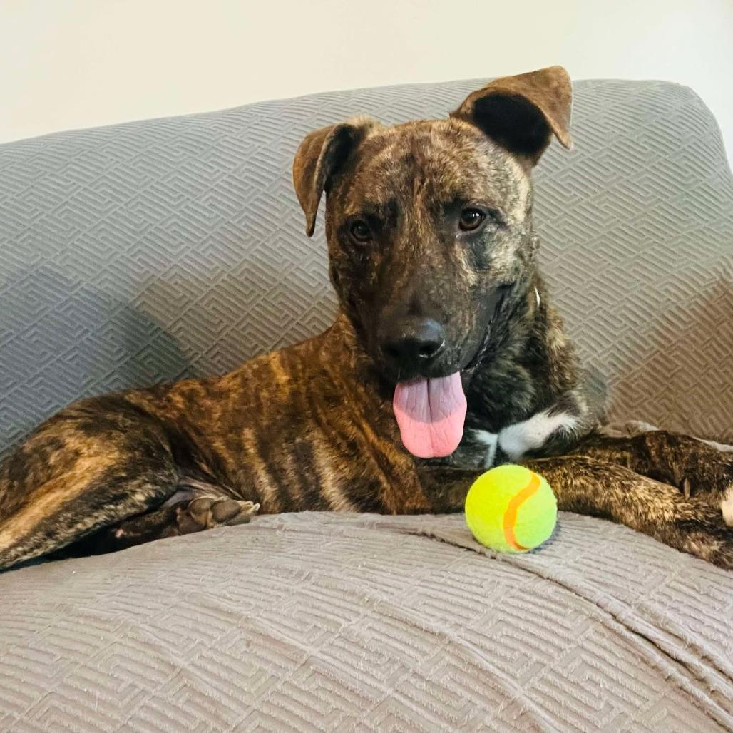 Moose, a Adoptable mixed breed in Olathe, KS image 5/5