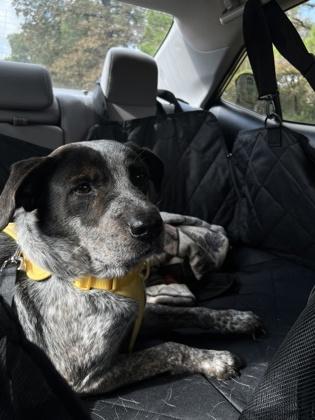 Blackberry FOSTER, a Adoptable mixed breed in Houston, TX image 1/3