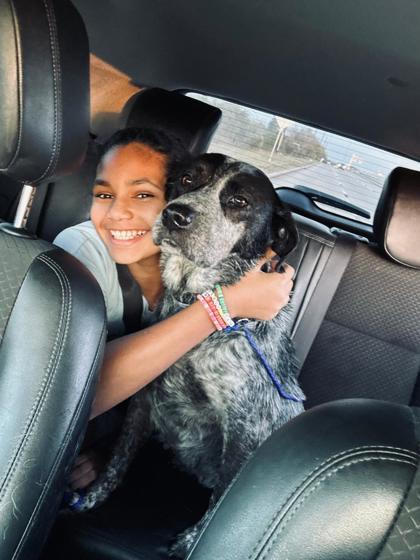 Enlarge Blackberry FOSTER, a Adoptable mixed breed in Houston, TX image 1/3