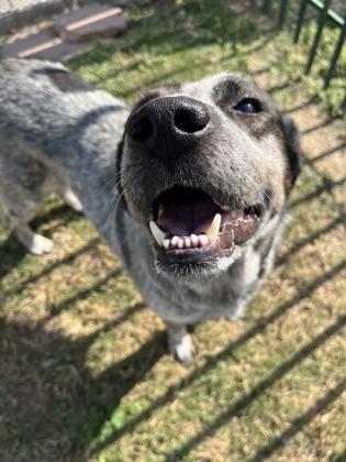 Blackberry, Adoptable, Adult Female Cattle Dog & Mixed Breed.