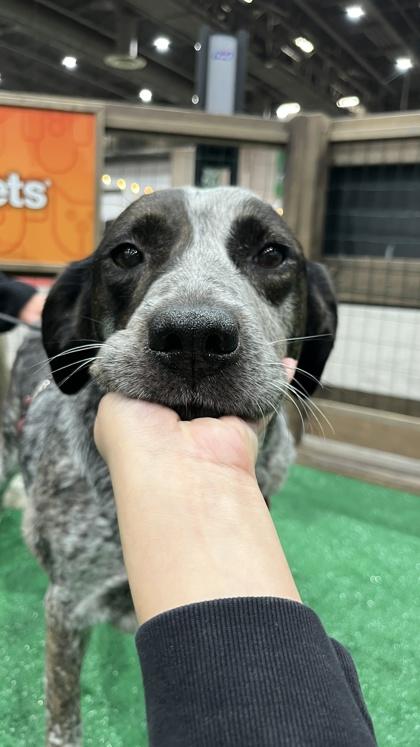 Enlarge Blackberry FOSTER, a Adoptable mixed breed in Houston, TX image 1/3